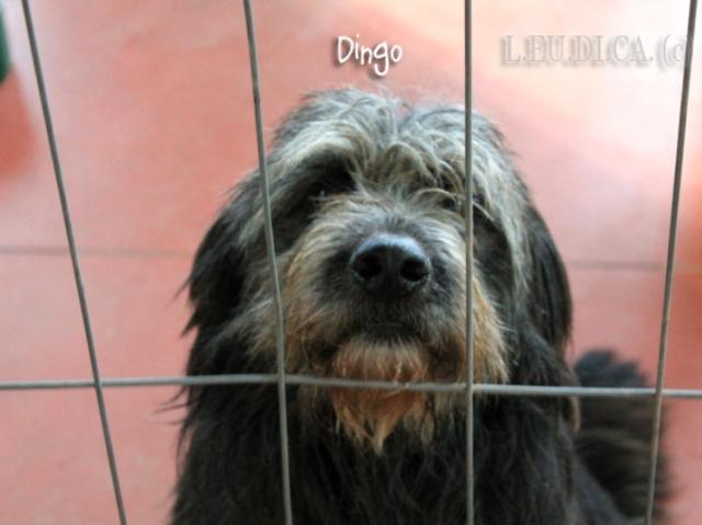 Caro Dingo